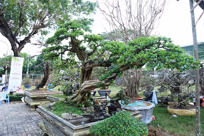 Dựa vào thế có sẵn của cây, ông Cần uốn nắn và tạo hình theo kiểu chơi bonsai. Ảnh: Dân Việt