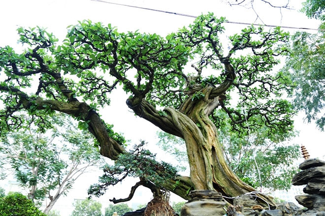 Thời điểm đó, ông Cần rao bán cây sơ ri với giá 500 triệu đồng. Trước đó, có người trả 400 triệu đồng để mua cây sơ ri nhưng ông chưa đồng ý bán. Ảnh: Dân Việt