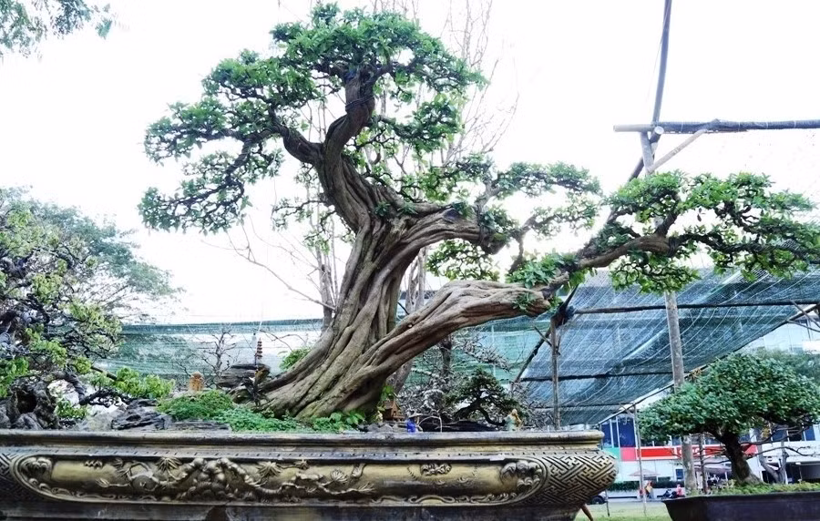 Cây sơ ri thuộc sở hữu của ông Nguyễn Văn Cần (huyện Long Hồ, Vĩnh Long), một người chơi cây kiểng lâu năm. Cây được ước đoán khoảng 100 năm. Ảnh: Báo giao thông