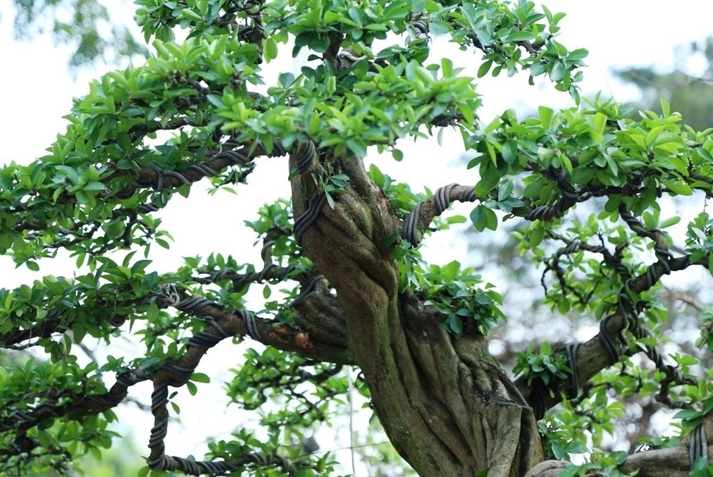 Nhiều người ngạc nhiên trước thân cây vặn vẹo, uốn lượn của tác phẩm. Ảnh: Báo giao thông