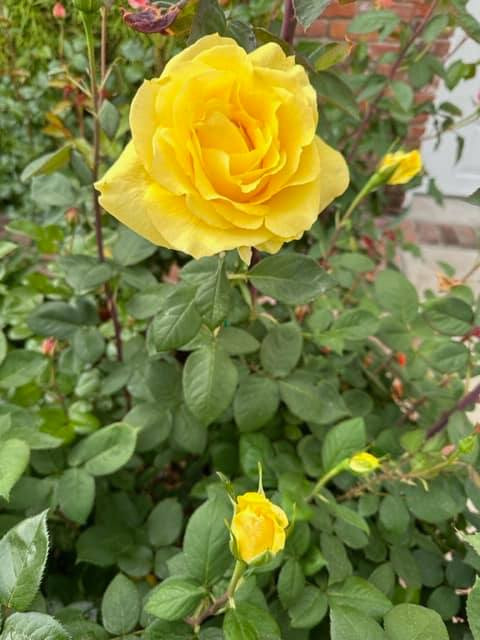 Những lúc rảnh rỗi, ông thích chăm sóc, chụp ảnh cây hoa, chim muông và chia sẻ trên mạng xã hội. Ảnh: FB Kieu Hoang