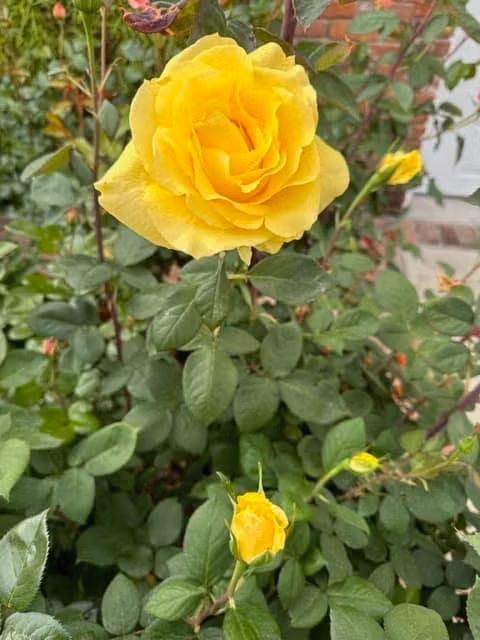 Những lúc rảnh rỗi, ông thích chăm sóc, chụp ảnh cây hoa, chim muông và chia sẻ trên mạng xã hội. Ảnh: FB Kieu Hoang