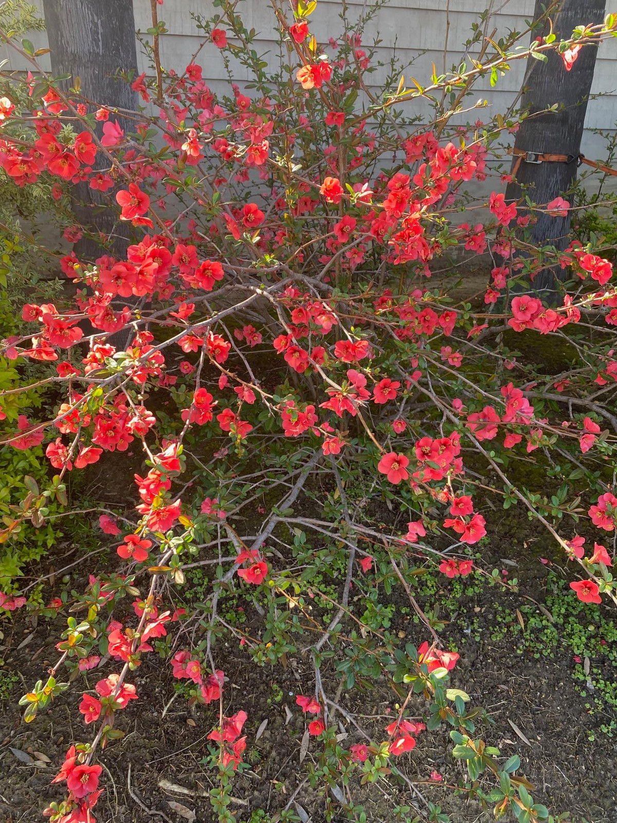 Đủ các loại hoa nở rộ trong vườn nhà tỷ phú Hoàng Kiều. Ảnh: FB Kieu Hoang