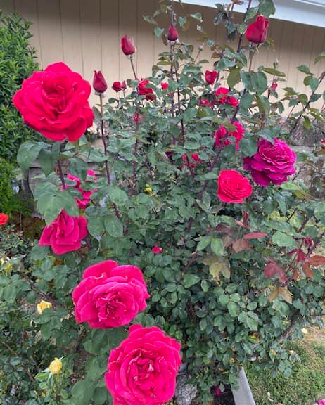 Qua những hình ảnh chia sẻ trên trang cá nhân, có thể thấy tỷ phú Hoàng Kiều rất hài lòng với hiện tại. Ảnh: FB Kieu Hoang