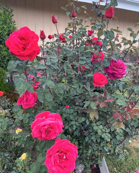 Qua những hình ảnh chia sẻ trên trang cá nhân, có thể thấy tỷ phú Hoàng Kiều rất hài lòng với hiện tại. Ảnh: FB Kieu Hoang