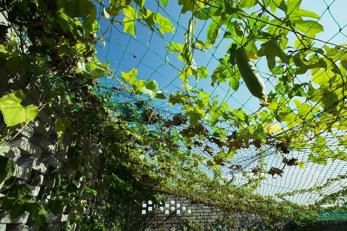 Giàn mướp tốt um. Ảnh: Ho Khue Architects