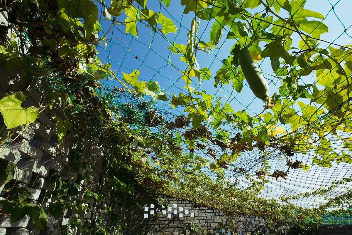 Giàn mướp tốt um. Ảnh: Ho Khue Architects