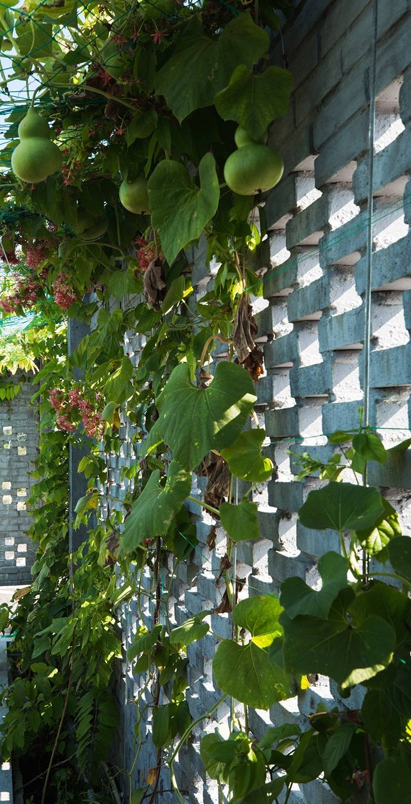 Bầu cho nhiều trái. Ảnh: Ho Khue Architects