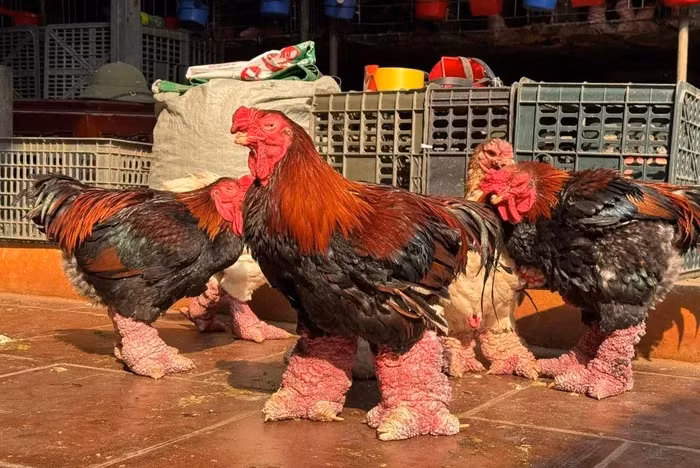 Chân gà Đông Tảo loại 9-10 chân/kg giá 350.000 - 400.000 đồng, loại 6-8 chiếc/kg với giá dao động 600.000-750.000 đồng, loại 4-5 chiếc/kg có giá 800.000 - 1 triệu đồng. Ảnh: Công Luận