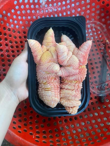 Thông thường, những con gà biếu tặng phải là gà trống, giống thuần chủng, nuôi khoảng 1 năm mới có được đôi chân 1 kg. Ảnh: FB Lê Linh