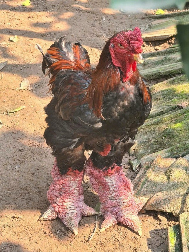 Chính cặp chân gà Đông Tảo "khủng" đã làm nên danh tiếng cho gà Đông Tảo trên thị trường quà Tết. Ảnh: Tiền phong