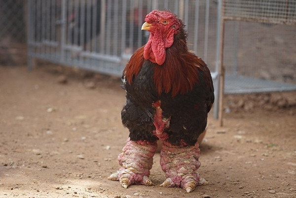 Muốn có được cặp chân "khủng" phải nặng khoảng 1,5 kg, to khoảng 50- 52 cm, người nuôi phải chăm sóc trong suốt 2 năm. Ảnh: Tuổi trẻ thủ đô