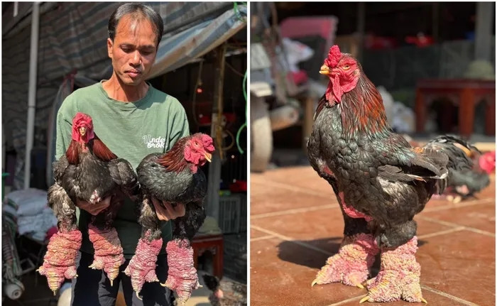 Dù rất đắt nhưng chân gà Đông Tảo loại VIP rất hiếm trên thị trường. Để mua được, người tiêu dùng phải tìm đến đầu mối chuyên cung cấp sản phẩm này. Thậm chí, có khách phải tìm đến tận trang trại nuôi. Ảnh: Công Luận