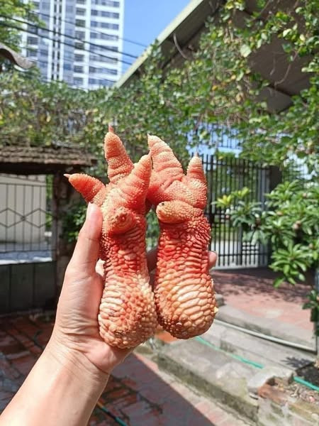 Trên thị trường, giá chân gà Đông Tảo dao động từ 350.000 đến 1,2 triệu đồng/kg, tùy kích thước. Ảnh: FB Phương Bo