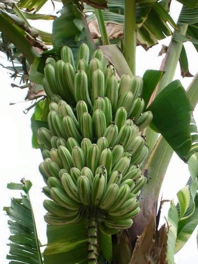 Không chỉ có kích thước lớn, cây chuối khổng lồ này còn cho 300 quả/buồng và cân nặng trung bình của buồng chuối là 60 kg. Ảnh: Getty