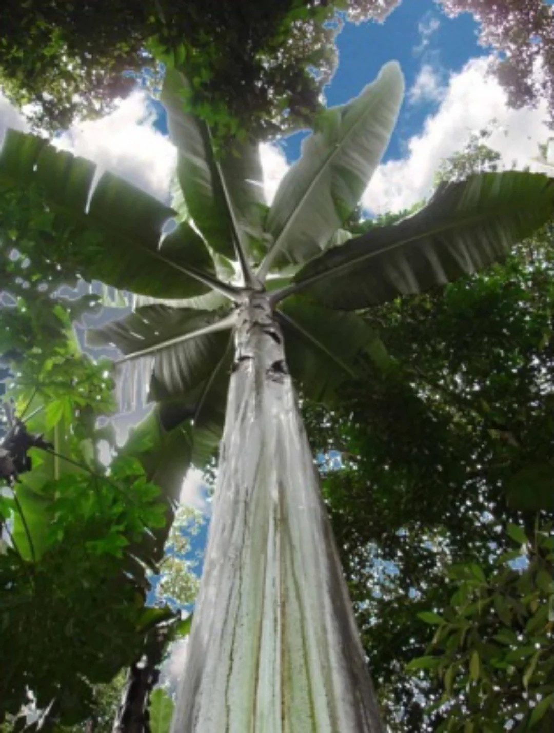 Nhiều người ngạc nhiên bởi kích thước khổng lồ của cây chuối và nhầm tưởng rằng đây không phải là chuối. Ảnh: Getty