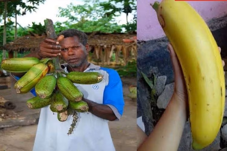Ngoài việc ăn trực tiếp, người dân còn chế biến chúng thành bột chuối hoặc chuối sấy. Ảnh: Etsy