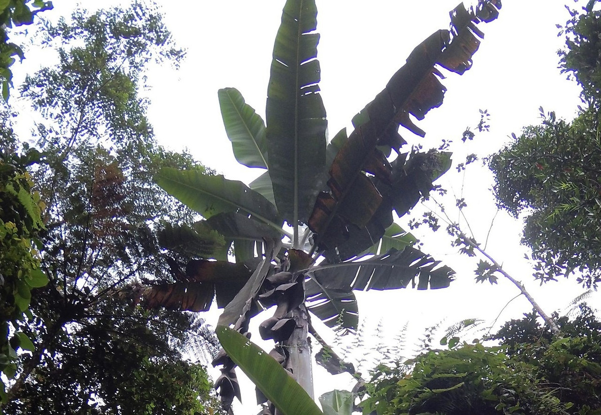 Những chiếc lá chuối cũng rất lớn, có thể được sử dụng như một nơi trú ẩn tạm thời cho những người sống sót trong tự nhiên. Ảnh: Getty