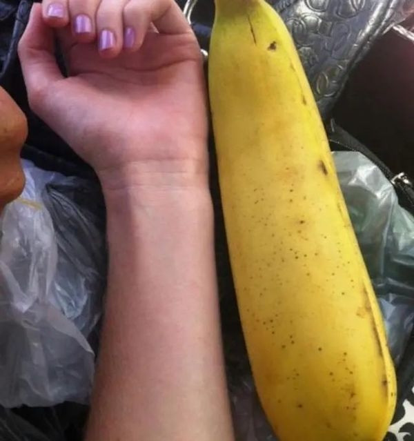 Mỗi quả chuối dài trung bình 18 cm, nặng trung bình từ 1,5 - 2 kg, chỉ cần ăn một quả có thể no nguyên ngày. Ảnh: Gety