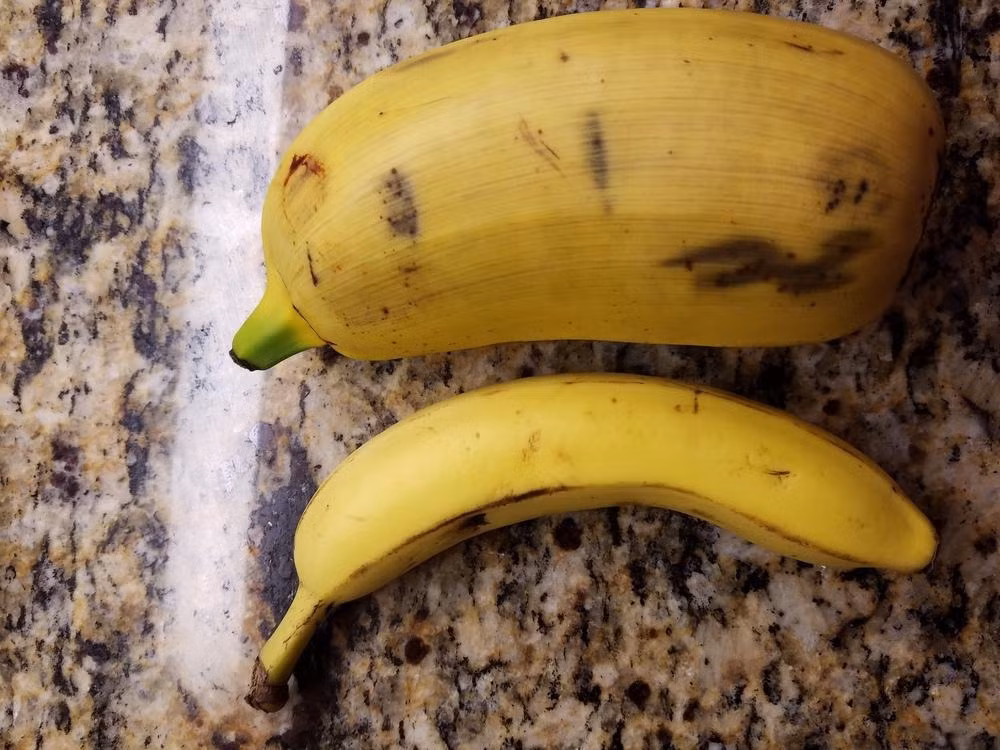 Do đó, chuối khổng lồ được nhiều người yêu thực vật trên thế giới săn lùng. Ảnh: Union Trading