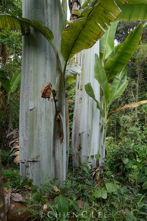 Toàn bộ thân cây được bọc trong lớp vỏ chồng chéo rất chặt chẽ, kích thước lớn đến mức người trưởng thành cũng không thể ôm hết được. Ảnh: Chien C. Lee
