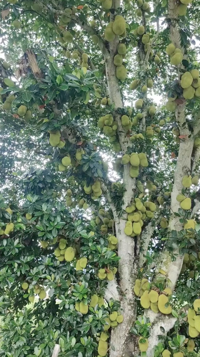  Cây mít "nhiều quả nhất Việt Nam" khiến nhiều người choáng váng. Ảnh: TikTok
