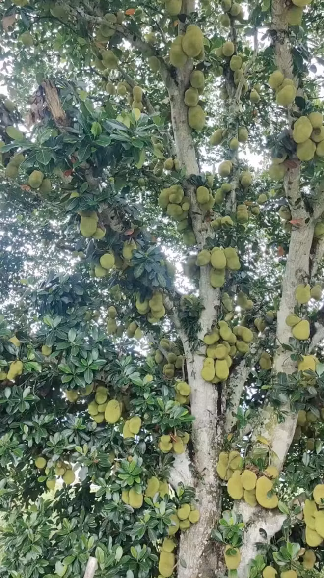  Cây mít "nhiều quả nhất Việt Nam" khiến nhiều người choáng váng. Ảnh: TikTok