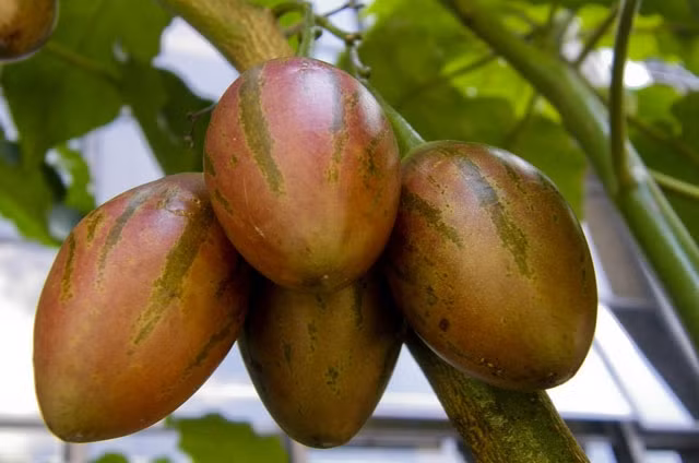 Thời điểm nhập khẩu về Việt Nam, cà chua thân gỗ gây sốt khi có giá lên đến 1 triệu đồng/kg. Sau này, cà chua thân gỗ được trồng nhiều ở Lâm Đồng, giá chỉ còn 50.000-150.000 đồng/kg. Ảnh: Dân Việt