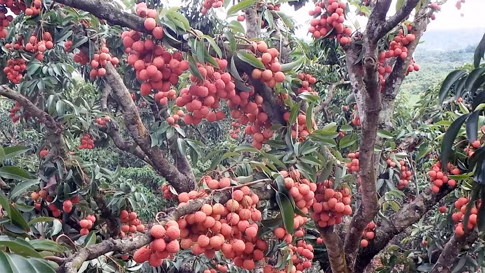 Ông Hành đã sáng tạo ra phương pháp ép vải ra quả tử thân. Cách làm này giúp người trồng vải có thu nhập cao hơn hẳn so với cách trồng vải truyền thống. Ảnh: Vietnamnet