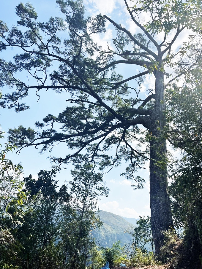 Cây du sam khoảng 500 năm tuổi ở xã Tà Mung (Than Uyên, Lai Châu) được Hội Bảo vệ thiên nhiên và Môi trường Việt Nam công nhận là cây di sản Việt Nam. Ảnh: Nông nghiệp