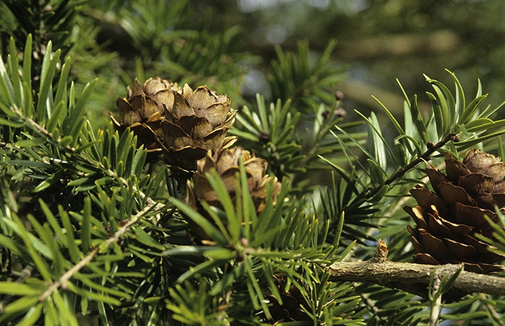 Lá cây du sam thuộc dạng lá kim, chiều dài lá từ 4-6cm, rộng 3-4mm. Ảnh: Nghego