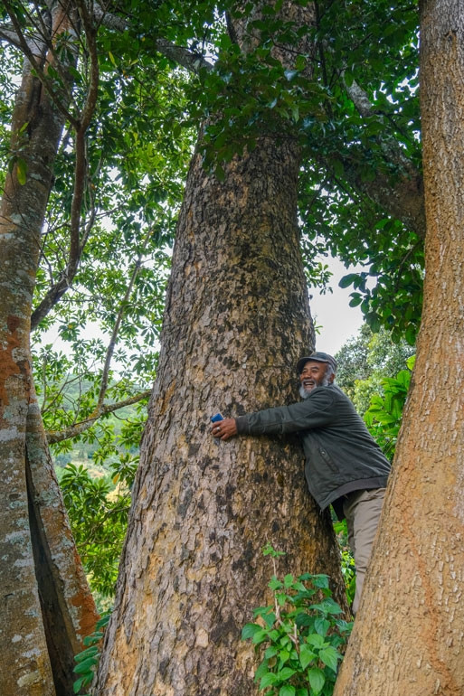 Cây du sam có tuổi thọ từ 50 - 100 năm với đường kính trung bình 50 - 70 cm. Nhiều cây đường kính lên tới 1,8 - 2,1 m, 4-6 người lớn ôm mới hết. Ảnh: Báo Lâm Đồng