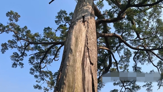 Cây du sam 500 tuổi có chu vi gốc 4,57m, chiều cao khoảng trên 20m. Theo lời kể của bà con địa phương, cây du sam từng bị sét đánh 2 lần vào năm 1997 và năm 2021 khiến cây bị khô một phần thân, tuy nhiên cây vẫn xanh tốt. Ảnh: Dân Việt