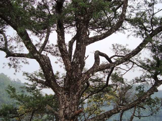 Cây du sam là cây gỗ lớn, chiều cao có thể đạt tới 40-50m và có đường kính khoảng 60-80cm. Vỏ cây màu xanh xám, sần sùi và thường bị nứt dọc thành từng mảng. Ảnh: Thiennhien