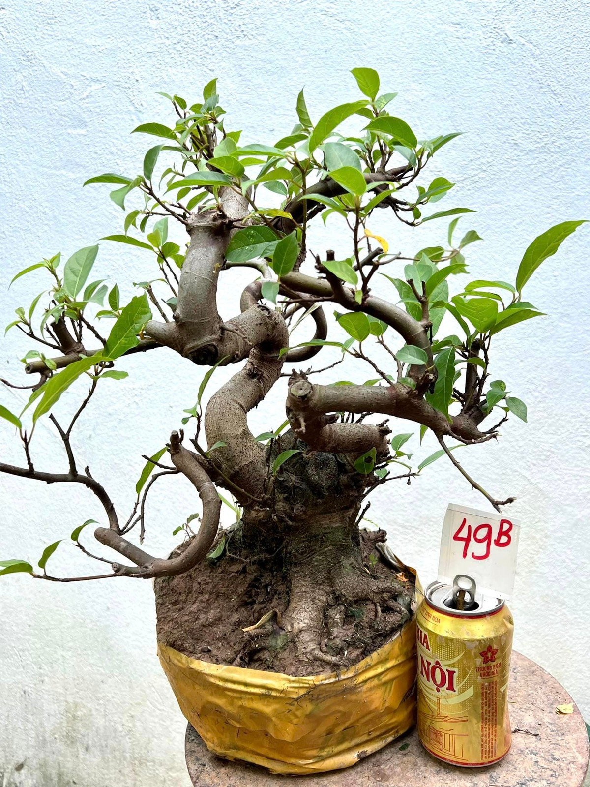 Trên thị trường, những cây sung bonsai nhỏ giá từ 300.000 - 500.000 đồng/chậu. Ảnh: facebook