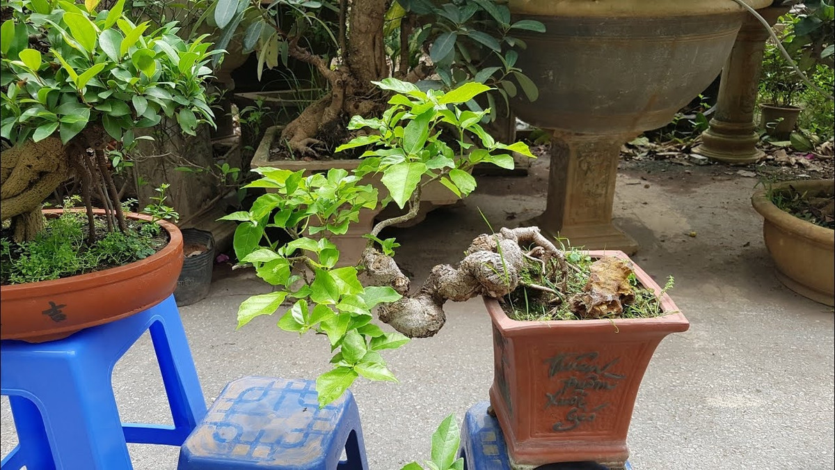 Sung mini dáng huyền đẹp mê mẩn. Ảnh: YouTube