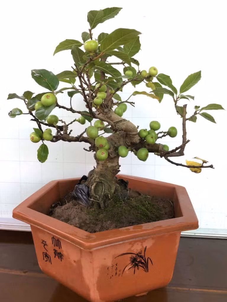 Cây sung được đưa lên chậu và tạo nhiều dáng thế khác nhau. Ảnh: Facebook