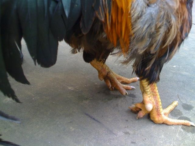 Giá trị của gà chín cựa không chỉ ở yếu tố chân cựa đẹp, đủ ngón, chân vàng mà còn ở màu mã, bộ lông đẹp, mào cờ tròn đều như chiếc vương miện và hình dáng bệ vệ, trọng lượng gần 2,5kg. Ảnh: Bnews