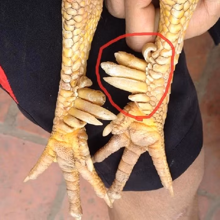 Đây là giống gà quý hiếm, số lượng thuần chủng hiện còn khá ít. Vì vậy, không mấy ai có thể tận mắt thấy con gà nào 9 cựa, thường chỉ bắt gặp những con gà 7 hoặc 8 cựa là nhiều nhất. Ảnh: NongsanTayBac