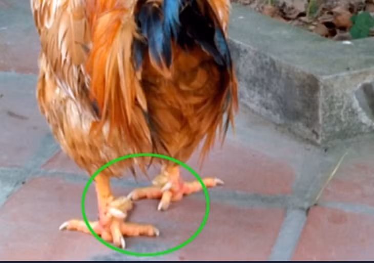 Đặc biệt, gà chín cựa có đôi chân to, chắc và đều 4,5 cựa mỗi bên, mỗi cựa dài, ngắn khác nhau. Ảnh: Arttimes