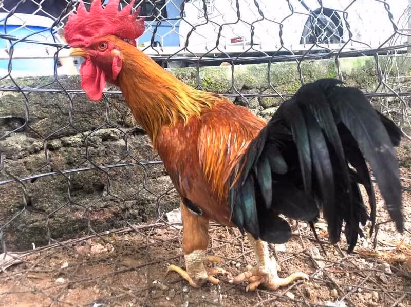 Giống gà này được xem là đặc sản quý của vùng núi Xuân Sơn (Phú Thọ). Ngày nay, gà chín cựa được nuôi nhiều ở huyện Tân Sơn (Phú Thọ). Ảnh: Vietnamnet