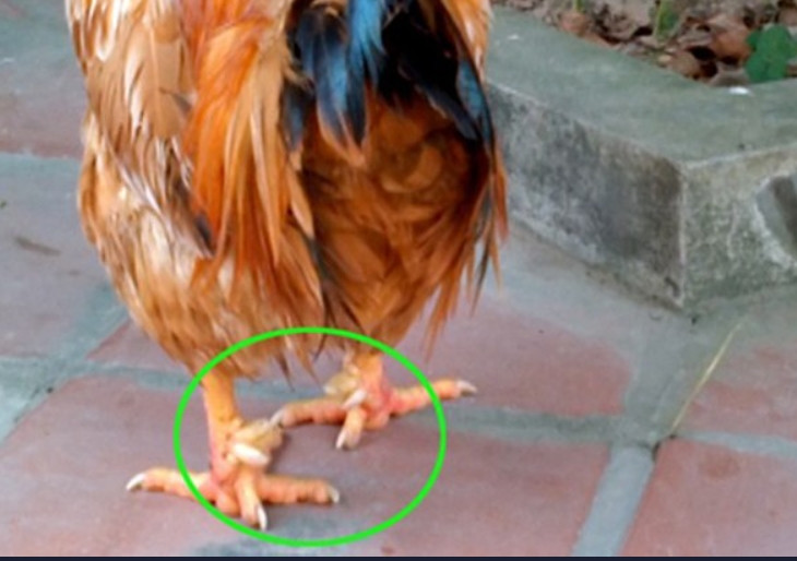 Đặc biệt, gà chín cựa có đôi chân to, chắc và đều 4,5 cựa mỗi bên, mỗi cựa dài, ngắn khác nhau. Ảnh: Arttimes