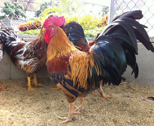 Nhiều con cực phẩm, khách đặt trước giá có thể lên tới 40 triệu đồng. Ảnh: Hoàng Gia Food