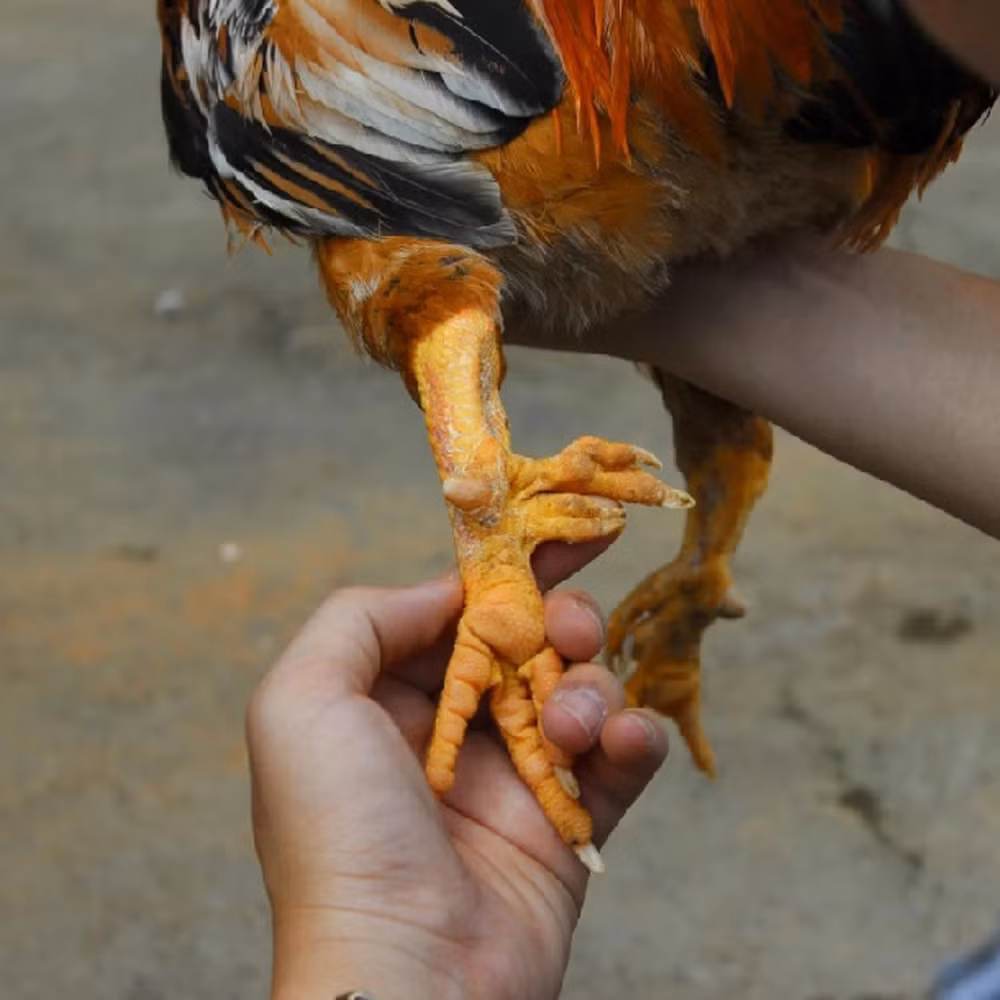 Tại huyện Tân Sơn (Phú Thọ), giống gà chín cựa được nuôi trong điều kiện thả tự nhiên, trở thành hướng phát triển kinh tế thoát nghèo cho nhiều hộ gia đình. Ảnh: NongsanTayBac