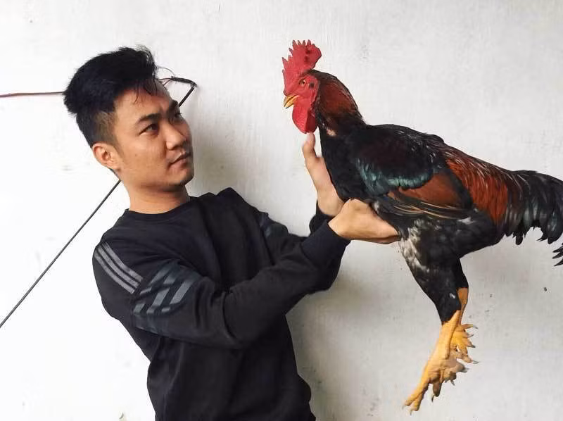 Với hơn 1.000 con gà thương phẩm, anh Phạm Ngọc Khánh - chủ một trang trại gà chín cựa ở Tân Sơn (Phú Thọ) ước tính doanh thu trên dưới 1 tỷ đồng, trừ chi phí anh đút túi khoảng 300 triệu đồng tiền lãi. Ảnh: Vietnamnet