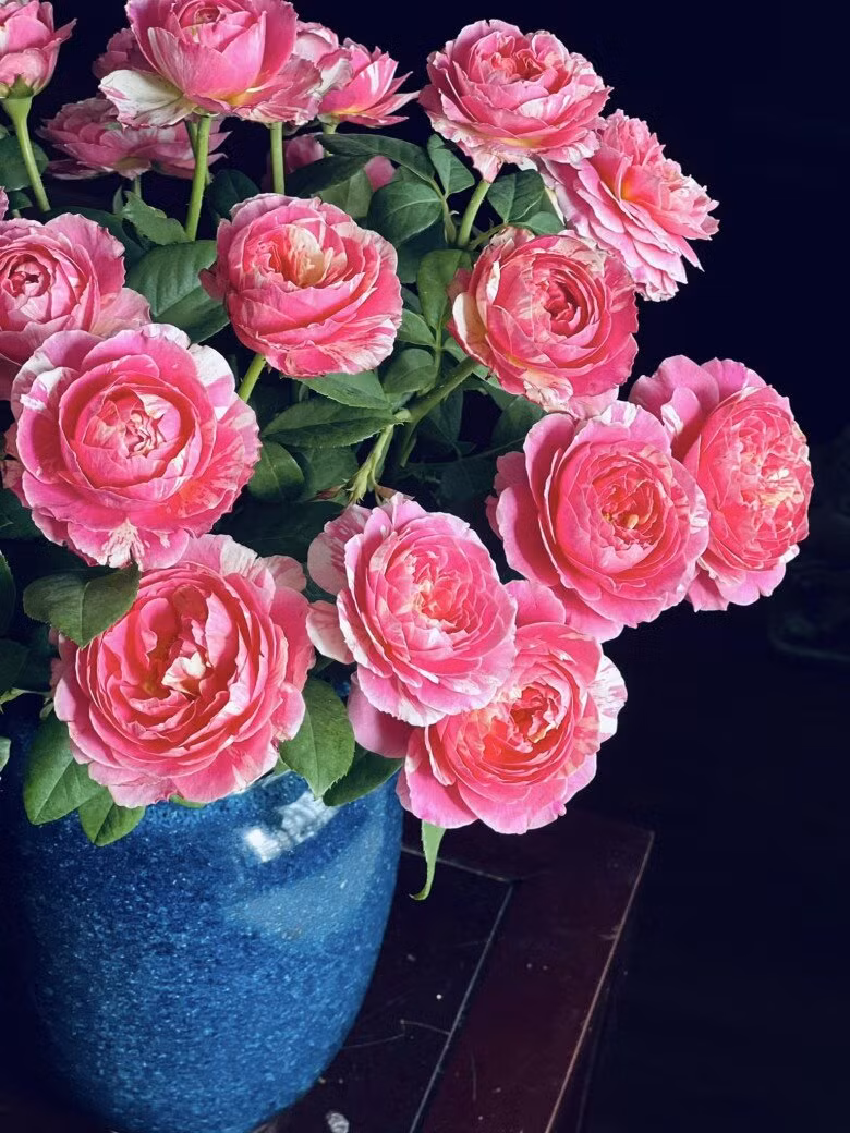 Bình hồng Claude Monet bung nở quyến rũ. Ảnh: FB Dang Diem Quynh