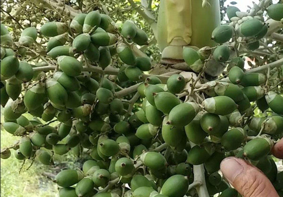 Trước kia, nhiều gia đình thường trồng cau làm cảnh, quả chín rụng bỏ đi. Ngày nay, những quả cau cảnh thành đặc sản giá cao vẫn được nhiều người tìm mua. Ảnh: Suckhoedoisong