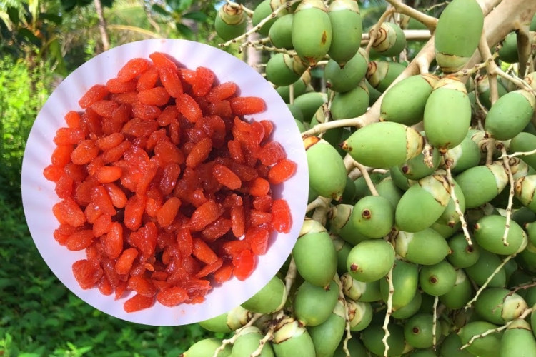 Mứt cau cảnh ăn ngon, ngọt, bùi, mềm, dẻo và có hương vị đặc trưng. Tuy nhiên, không dễ để mua mứt cau cảnh bởi số lượng không nhiều. Ảnh: FPThop