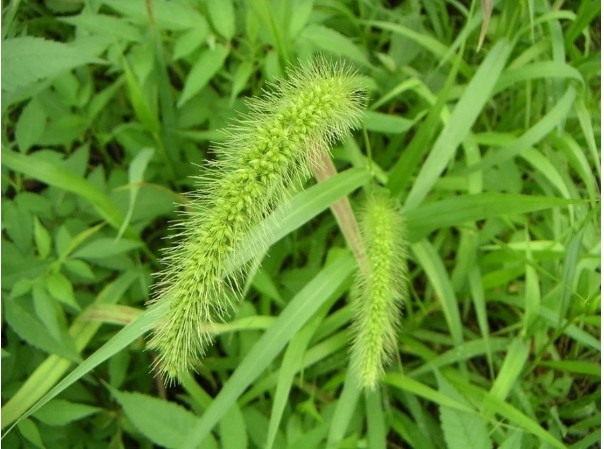  Cỏ đuôi cáo xanh hay còn được biết đến với tên gọi “cỏ sâu róm”. Thời xa xưa, hạt của loại cỏ này có thể dùng để nấu cháo và làm lương thực “cứu đói” của nhiều người. Ảnh: Cosangolf