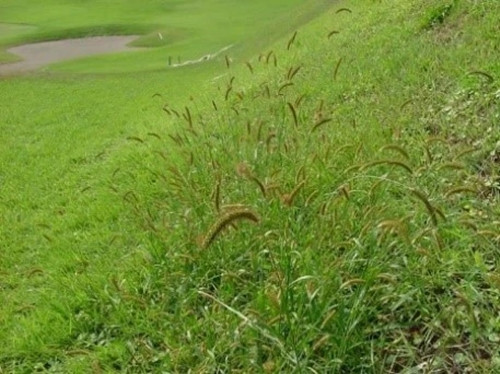 Bên cạnh đó, cỏ đuôi cáo còn rất giàu protein thô và là nguồn thức ăn tuyệt vời cho vật nuôi. Tại Trung Quốc, nhiều nông dân bắt đầu trồng cỏ đuôi cáo để làm thức ăn chăn nuôi. Ảnh: Getty